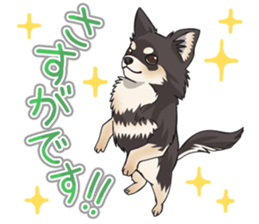 I Love Chihuahua Sticker(Black Tan) sticker #14301199