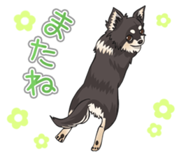 I Love Chihuahua Sticker(Black Tan) sticker #14301205