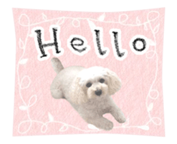 toy poodle "LUNLUN"-movie- English 3 sticker #14303111