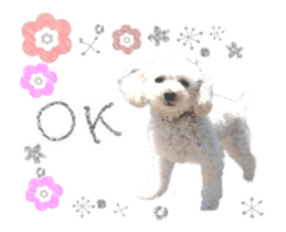 toy poodle "LUNLUN"-movie- English 3 sticker #14303112