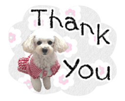 toy poodle "LUNLUN"-movie- English 3 sticker #14303113