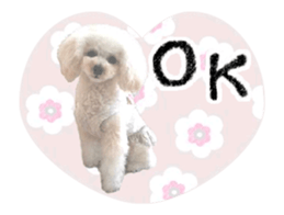 toy poodle "LUNLUN"-movie- English 3 sticker #14303114