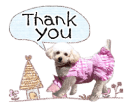 toy poodle "LUNLUN"-movie- English 3 sticker #14303119