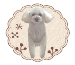 toy poodle "LUNLUN"-movie- English 3 sticker #14303120