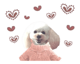 toy poodle "LUNLUN"-movie- English 3 sticker #14303128