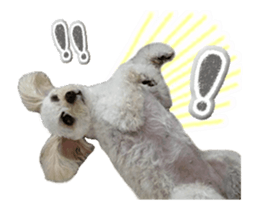 toy poodle "LUNLUN"-movie- English 3 sticker #14303130