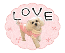 toy poodle "LUNLUN"-movie- English 3 sticker #14303131