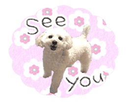 toy poodle "LUNLUN"-movie- English 3 sticker #14303133