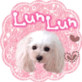 toy poodle "LUNLUN"-movie- English 3