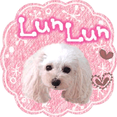 toy poodle "LUNLUN"-movie- English 3