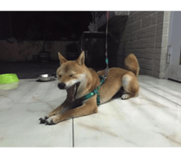 Yo's Life VIII sticker #14305510