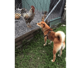 Yo's Life VIII sticker #14305517