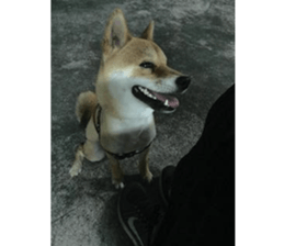 Yo's Life VIII sticker #14305518