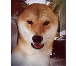 Yo's Life VIII sticker #14305522