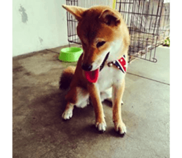 Yo's Life VIII sticker #14305535