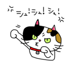 A Tortoiseshell cat. sticker #14305874