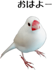 cute bird white sticker #14309438