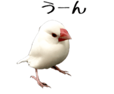 cute bird white sticker #14309439