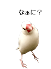 cute bird white sticker #14309440