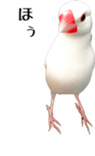 cute bird white sticker #14309444