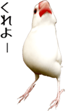 cute bird white sticker #14309445