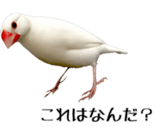 cute bird white sticker #14309446