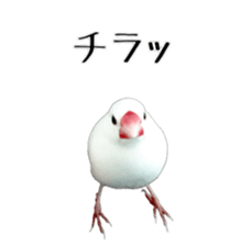 cute bird white sticker #14309448
