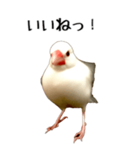 cute bird white sticker #14309452