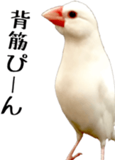 cute bird white sticker #14309464