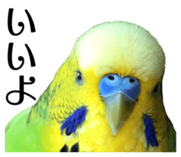 inko no oujisama ai wo sakebe sticker #14312008