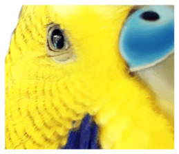 inko no oujisama ai wo sakebe sticker #14312016