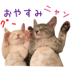 Real CAT Russian Blue and Scottish Fold