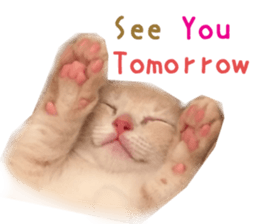 Real CAT Russian Blue and Scottish Fold sticker #14314768