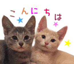 Real CAT Russian Blue and Scottish Fold sticker #14314769