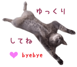 Real CAT Russian Blue and Scottish Fold sticker #14314771