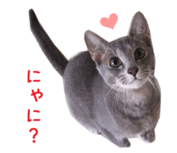 Real CAT Russian Blue and Scottish Fold sticker #14314772