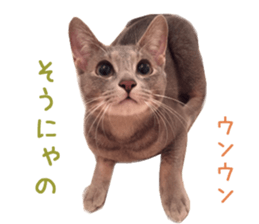 Real CAT Russian Blue and Scottish Fold sticker #14314773