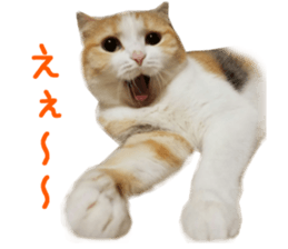 Real CAT Russian Blue and Scottish Fold sticker #14314774