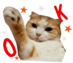 Real CAT Russian Blue and Scottish Fold sticker #14314775