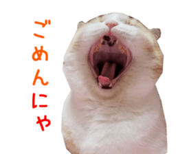 Real CAT Russian Blue and Scottish Fold sticker #14314776