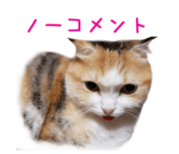 Real CAT Russian Blue and Scottish Fold sticker #14314777