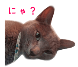 Real CAT Russian Blue and Scottish Fold sticker #14314778