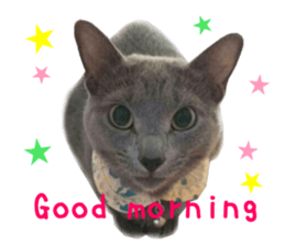 Real CAT Russian Blue and Scottish Fold sticker #14314779