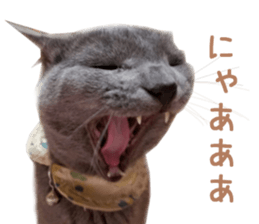 Real CAT Russian Blue and Scottish Fold sticker #14314780