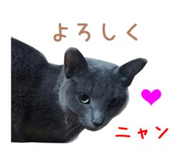 Real CAT Russian Blue and Scottish Fold sticker #14314781