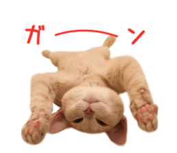 Real CAT Russian Blue and Scottish Fold sticker #14314782