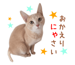 Real CAT Russian Blue and Scottish Fold sticker #14314783
