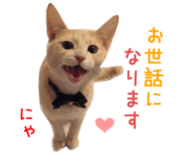 Real CAT Russian Blue and Scottish Fold sticker #14314784