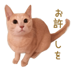 Real CAT Russian Blue and Scottish Fold sticker #14314785