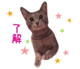 Real CAT Russian Blue and Scottish Fold sticker #14314786